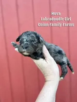 Nova Merle, a female Labradoodle for sale in Haslet, TX – Photo 2 of 3