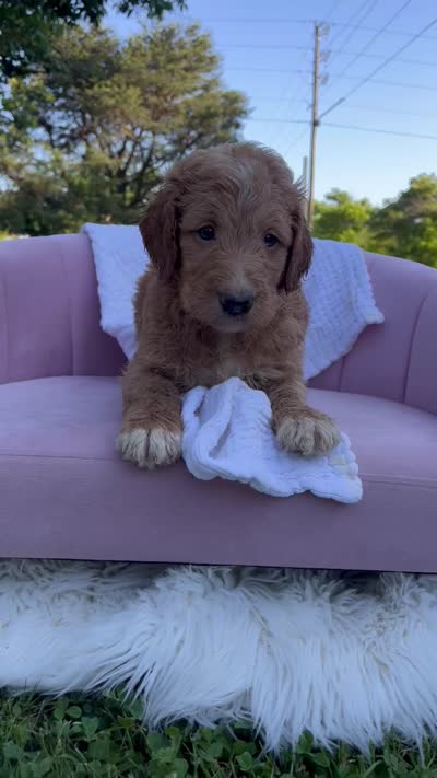 Banana Bum, a male Goldendoodle for sale in Haslet, TX – 6 of 6