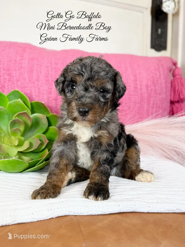 Gotta Go Buffalo – Bernedoodle, Miniature Bernedoodle puppy for sale in Haslet, TX