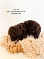 Coco Puff English Teddybear , a female Goldendoodle and English Goldendoodle for sale in Haslet, TX – 2 of 8