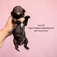 Coco Puff English Teddybear , a female Goldendoodle and English Goldendoodle for sale in Haslet, TX – 2 of 3