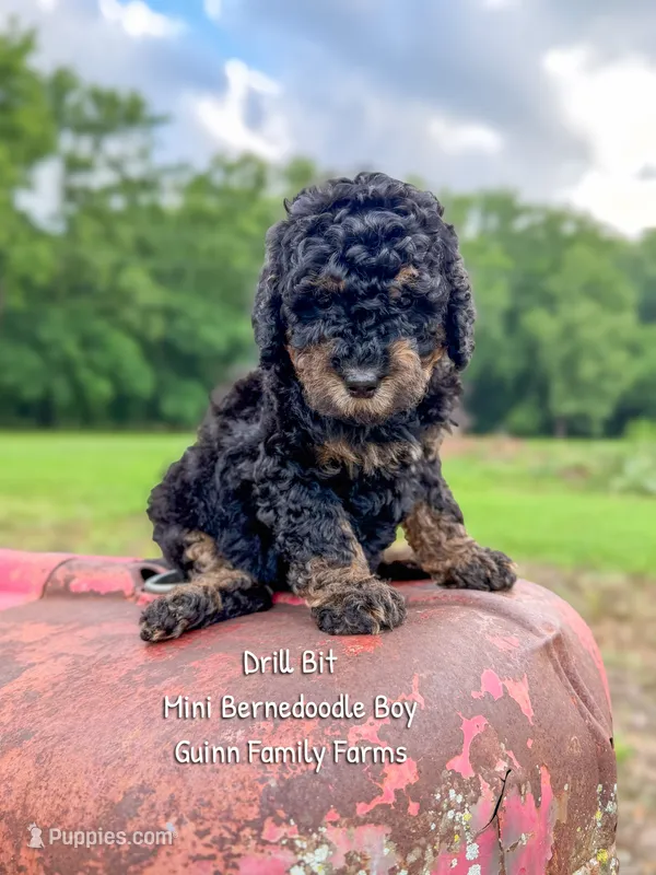 Drill Bit – Miniature Bernedoodle puppy for sale in Haslet, TX