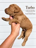 Turbo, a female Goldendoodle for sale in Haslet, TX – 2 of 4