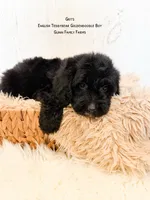 Grits English Teddybear , a male Goldendoodle and English Goldendoodle for sale in Haslet, TX – 3 of 9