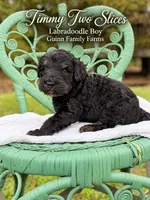 Timmy Two Slices Phantom, a male Labradoodle for sale in Haslet, TX – 5 of 5