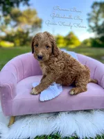 Banana Bum, a male Goldendoodle for sale in Haslet, TX – 5 of 6