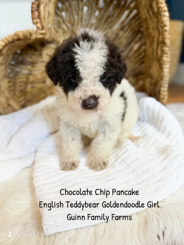 Chocolate Chip Pancake  – Goldendoodle, English Goldendoodle puppy for sale in Haslet, TX