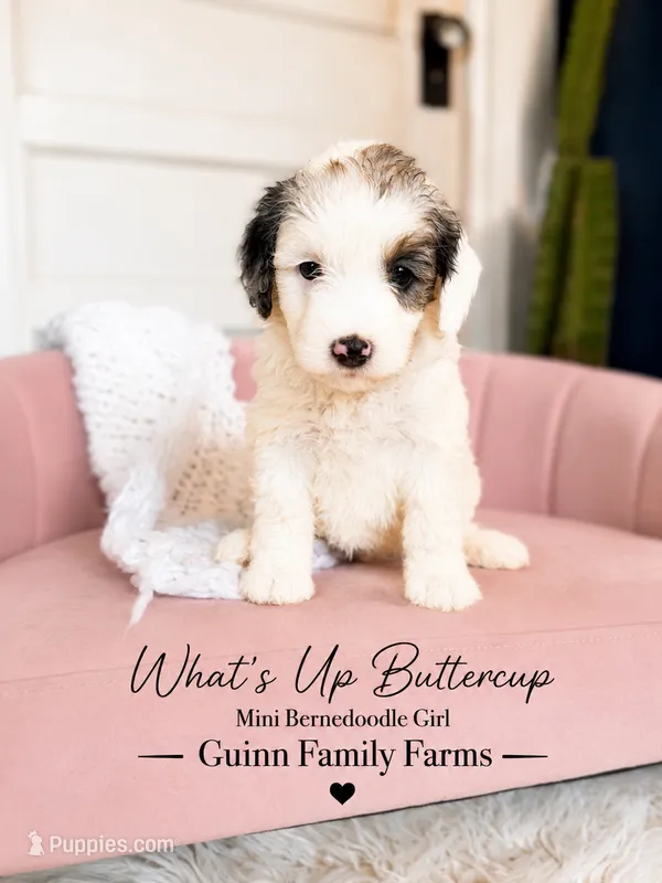 What’s Up Buttercup  – Bernedoodle, Miniature Bernedoodle puppy for sale in Haslet, TX