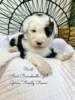 Rivet, a male Miniature Bernedoodle for sale in Haslet, TX – 6 of 6