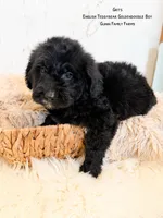 Grits English Teddybear , a male Goldendoodle and English Goldendoodle for sale in Haslet, TX – 2 of 9