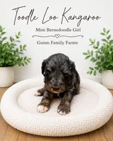 Tootle Loo Kangaroo, a female Bernedoodle and Miniature Bernedoodle for sale in Haslet, TX – 2 of 4