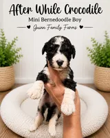 After While Crocodile , a female Bernedoodle and Miniature Bernedoodle for sale in Haslet, TX – 2 of 4
