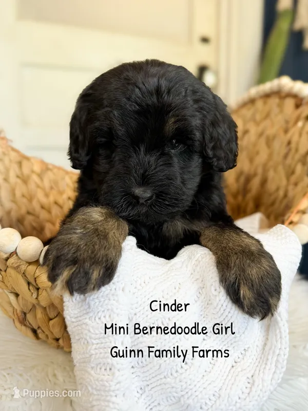 Cinder  – Miniature Bernedoodle puppy for sale in Haslet, TX