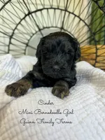 Cinder , a male Miniature Bernedoodle for sale in Haslet, TX – 3 of 5