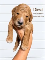 Diesel, a female Goldendoodle for sale in Haslet, TX – 4 of 4
