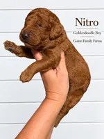 Nitro, a female Goldendoodle for sale in Haslet, TX – 3 of 4