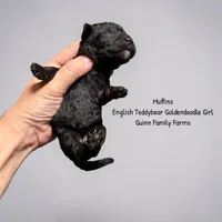 Muffin English , a female Goldendoodle and English Goldendoodle for sale in Haslet, TX – 3 of 3
