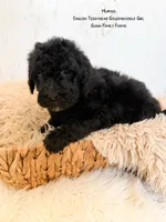 Muffin English , a female Goldendoodle and English Goldendoodle for sale in Haslet, TX – 2 of 6