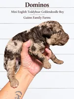 Dominos Merle , a male English Goldendoodle and Miniature Goldendoodle for sale in Haslet, TX – 2 of 4