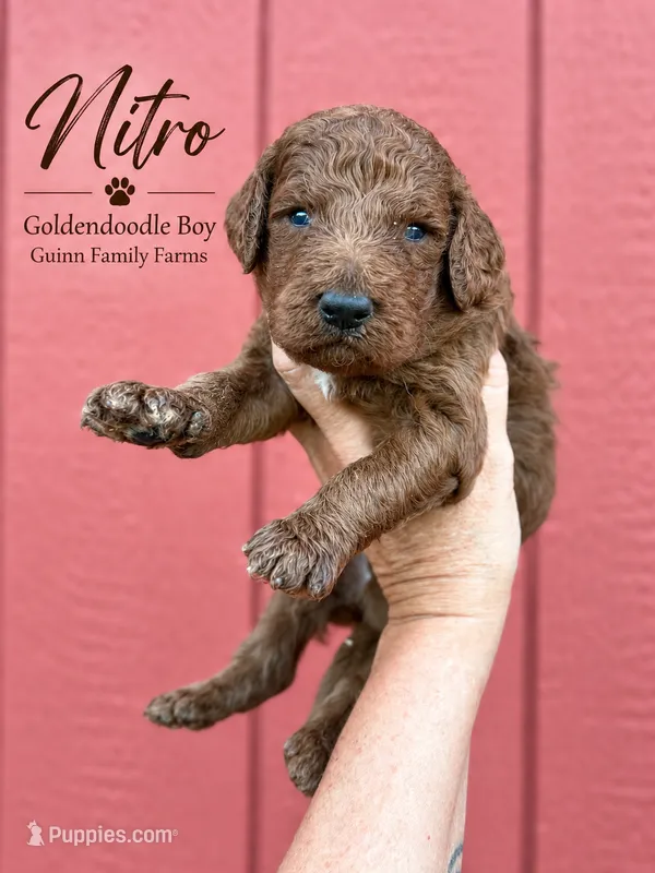 Nitro – Goldendoodle puppy for sale in Haslet, TX