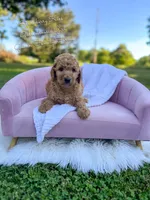 Strawberry Kiss, a female Goldendoodle for sale in Haslet, TX – 5 of 6