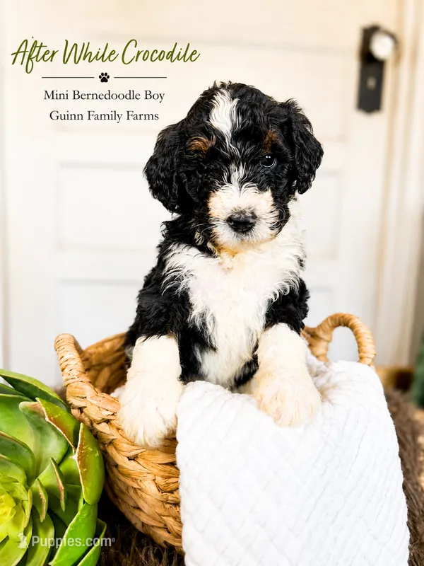 After While Crocodile  – Bernedoodle, Miniature Bernedoodle puppy for sale in Haslet, TX