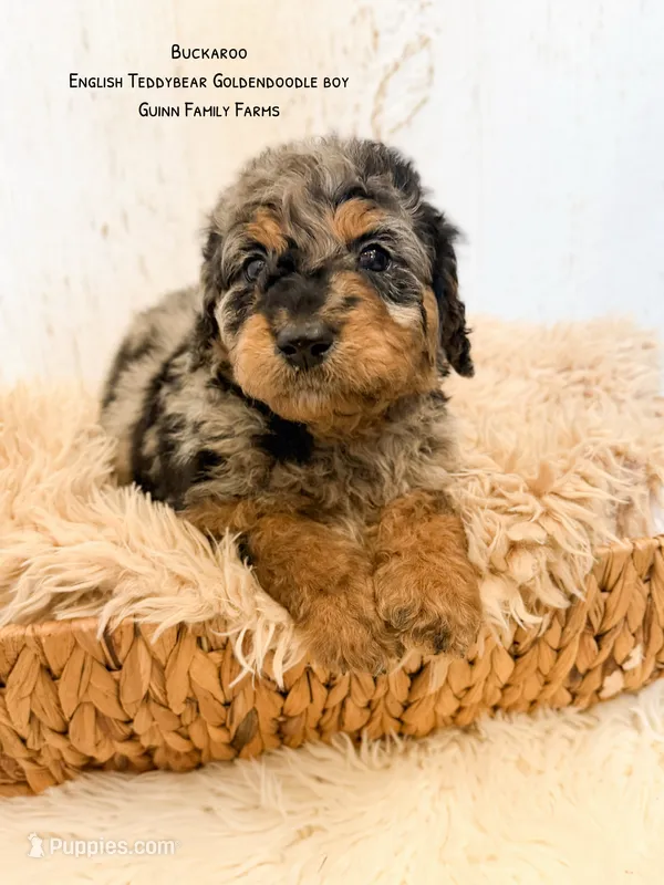 Buckaroo – Goldendoodle puppy for sale in Haslet, TX