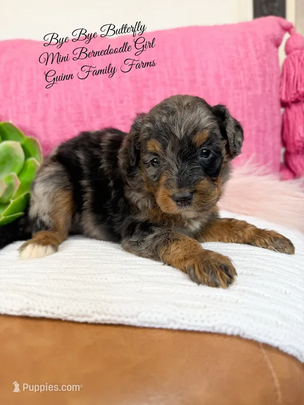 Bye Bye Butterfly – Bernedoodle, Miniature Bernedoodle puppy for sale in Haslet, TX