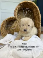 Rodeo, a male Goldendoodle for sale in Haslet, TX – 3 of 6