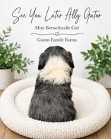 See You Later Ally Gator , a female Bernedoodle and Miniature Bernedoodle for sale in Haslet, TX – 3 of 3