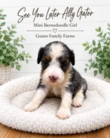 See You Later Ally Gator , a female Bernedoodle and Miniature Bernedoodle for sale in Haslet, TX – 1 of 3