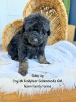 Giddy Up , a female Goldendoodle for sale in Haslet, TX – 2 of 5
