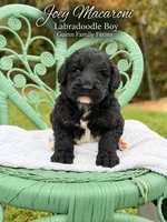 Joey Macaroni , a male Labradoodle for sale in Haslet, TX – 2 of 8