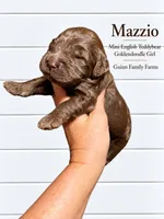 Mazzio Chocolate , a female English Goldendoodle and Miniature Goldendoodle for sale in Haslet, TX – 4 of 5