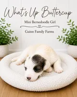 What’s Up Buttercup , a female Bernedoodle and Miniature Bernedoodle for sale in Haslet, TX – 3 of 6