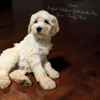 Grover , a male Goldendoodle and English Goldendoodle for sale in Haslet, TX – Photo 3 of 4