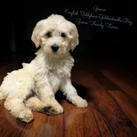 Grover , a male Goldendoodle and English Goldendoodle for sale in Haslet, TX – Photo 1 of 4