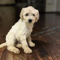 Grover , a male Goldendoodle and English Goldendoodle for sale in Haslet, TX – Photo 4 of 4