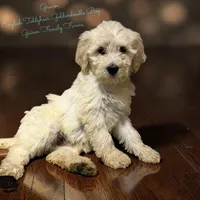 Grover , a male Goldendoodle and English Goldendoodle for sale in Haslet, TX – Photo 2 of 4