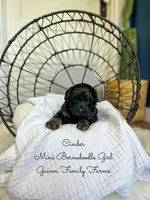 Cinder , a male Miniature Bernedoodle for sale in Haslet, TX – 2 of 5