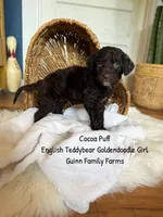 Coco Puff English Teddybear , a female Goldendoodle and English Goldendoodle for sale in Haslet, TX – 6 of 8