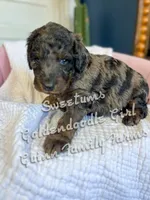 Sweetums Blue Eye , a female Goldendoodle for sale in Haslet, TX – Photo 5 of 7