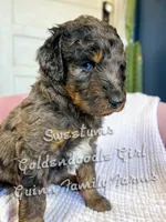 Sweetums Blue Eye , a female Goldendoodle for sale in Haslet, TX – Photo 7 of 7