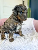 Sweetums Blue Eye , a female Goldendoodle for sale in Haslet, TX – Photo 1 of 7