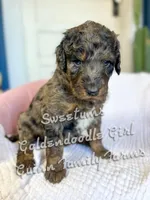 Sweetums Blue Eye , a female Goldendoodle for sale in Haslet, TX – Photo 3 of 7