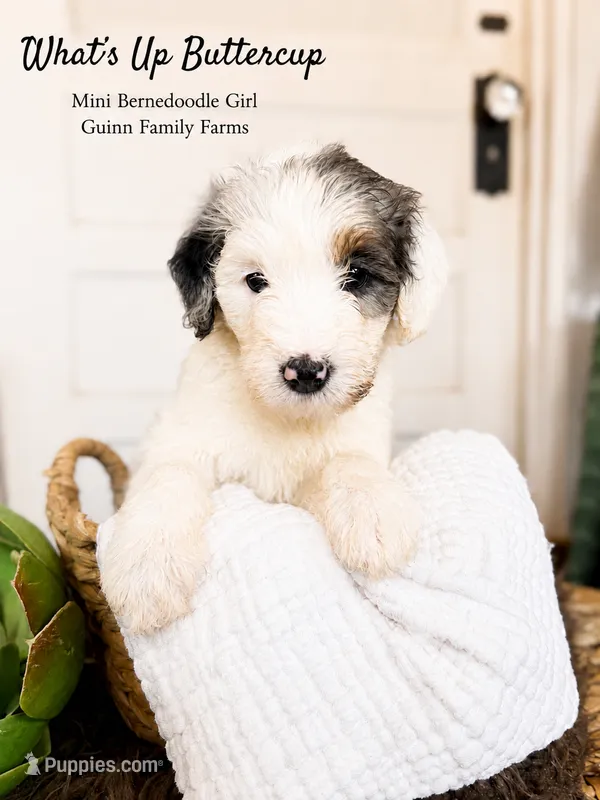 What’s Up Buttercup  – Bernedoodle, Miniature Bernedoodle puppy for sale in Haslet, TX