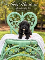 Joey Macaroni , a male Labradoodle for sale in Haslet, TX – 6 of 8