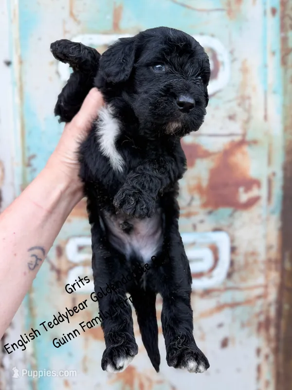 Grits English Teddybear  – Goldendoodle, English Goldendoodle puppy for sale in Haslet, TX