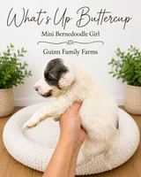 What’s Up Buttercup , a female Bernedoodle and Miniature Bernedoodle for sale in Haslet, TX – 5 of 6