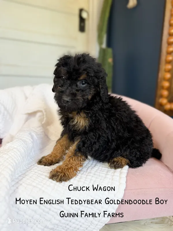 Chuck Wagon – Goldendoodle puppy for sale in Haslet, TX